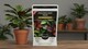 image 2 of Premium Soluble Plant Food for Healthy Indoor Plants and Foliage Includes Precision Measuring Scoop Concentrated Formula