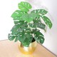 image 5 of 60cm Artificial Monstera Plant with Golden Metal Planter Included