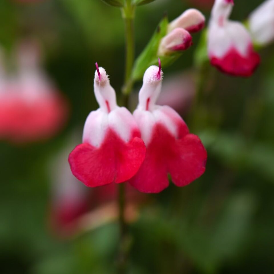 image 1 of Salvia Hot Lips 9cm Potted Plant x 3