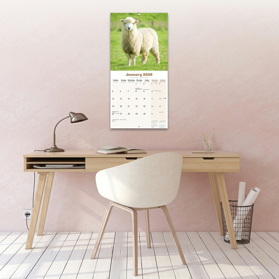 image 1 of Sheep 2026 Calendar | Square Wall Calendar | Farm Animal Gift | Plastic Free Packaging | by Avonside Publishing