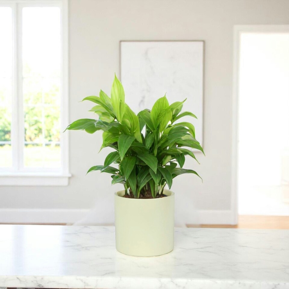 image 1 of Matte Cream Ceramic Indoor Plant Pot, Cachepot - H15 x W15.5cm Cream