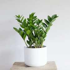ZZ Houseplant 14cm Pot Green