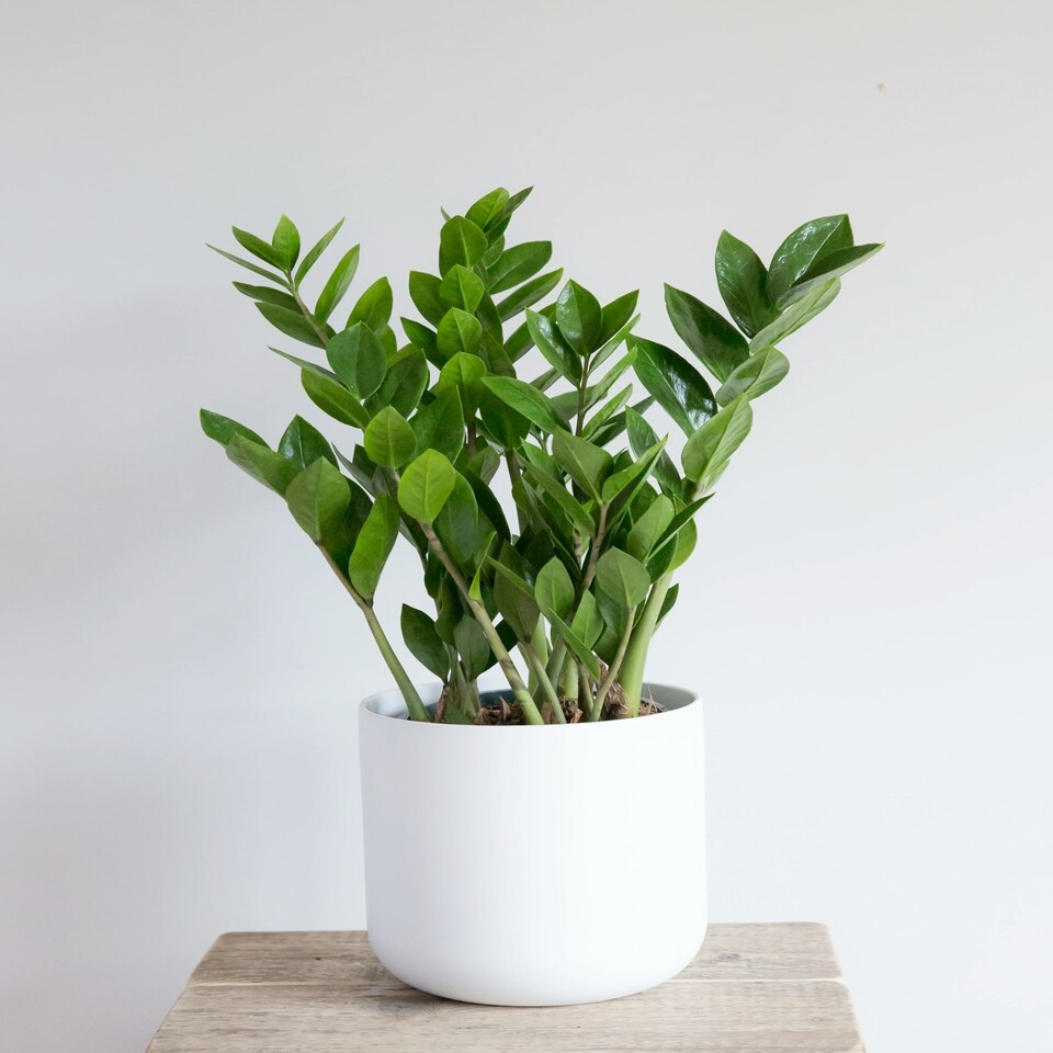 image 1 of ZZ Houseplant 14cm Pot Green
