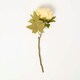 image 4 of Homescapes Artificial Stem of Dried Yellow Peony Flowers, 48 cm