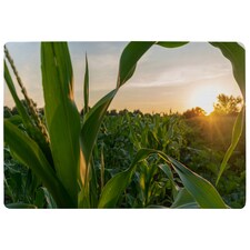 Corn And Sun Close Up Designer Rug | Multi