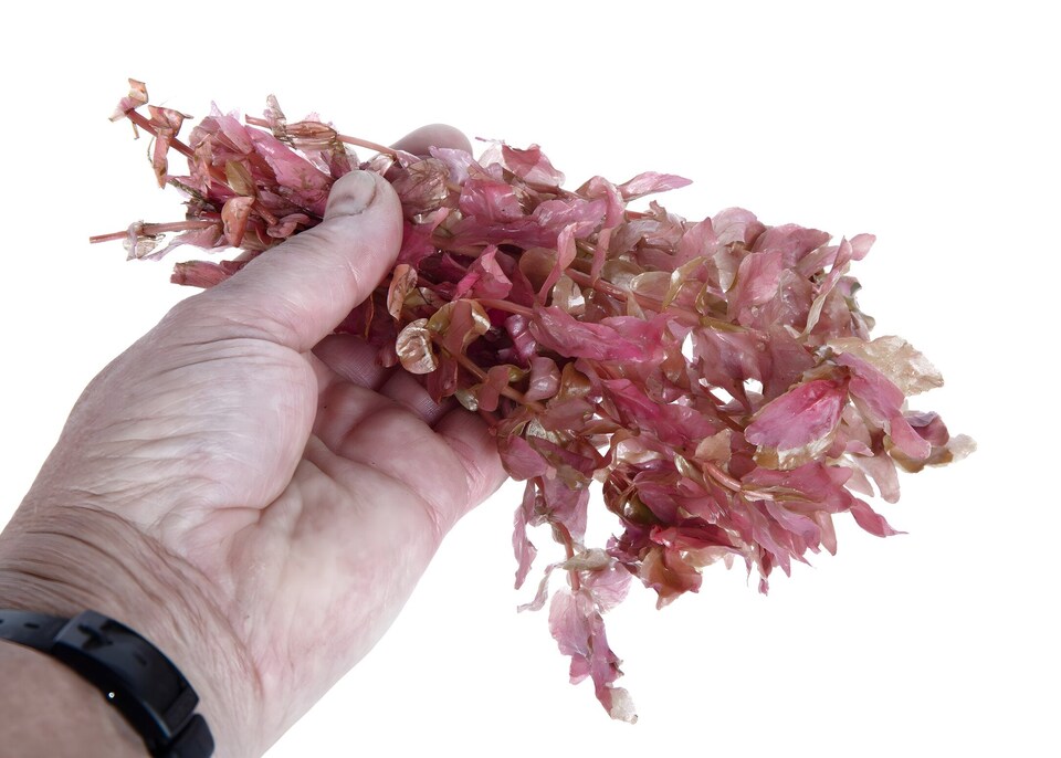image 1 of Giant Red Rotala (Rotala macrandra) - Live Aquarium Plant for Midground Planting, No CO2 Needed - Fish Tank Plant