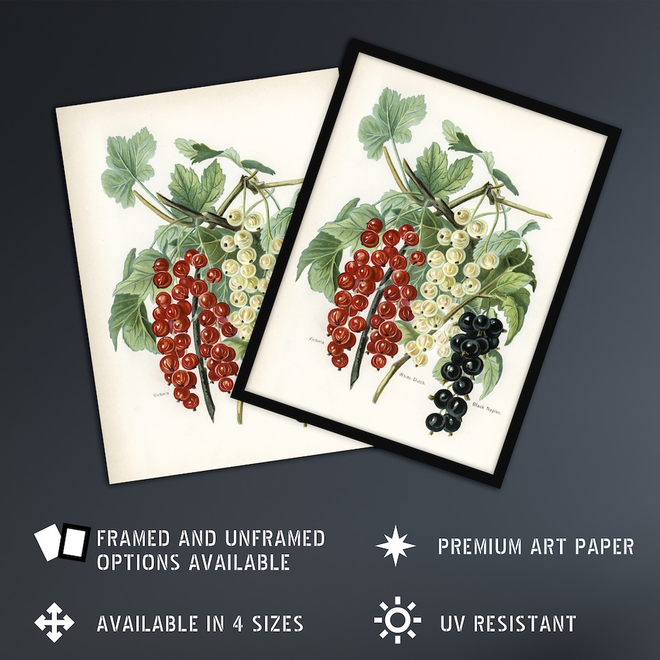 image 1 of Black Naples Victoria White Dutch Currants Wright Huge Wall Art Print 18X24 In