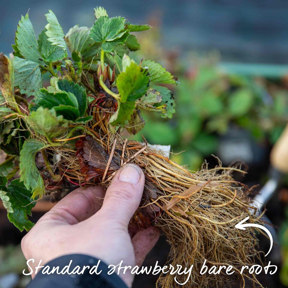 image 1 of Marshalls Garden Strawberry 'Malling Centenary' Premium Bare-Root Plants