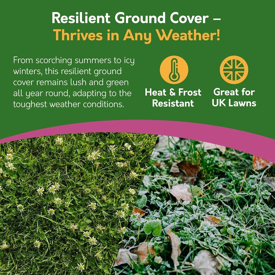 image 1 of Pronto Seed Clover Seed for Lawn UK - White Clover 500g - 50m2 Coverage