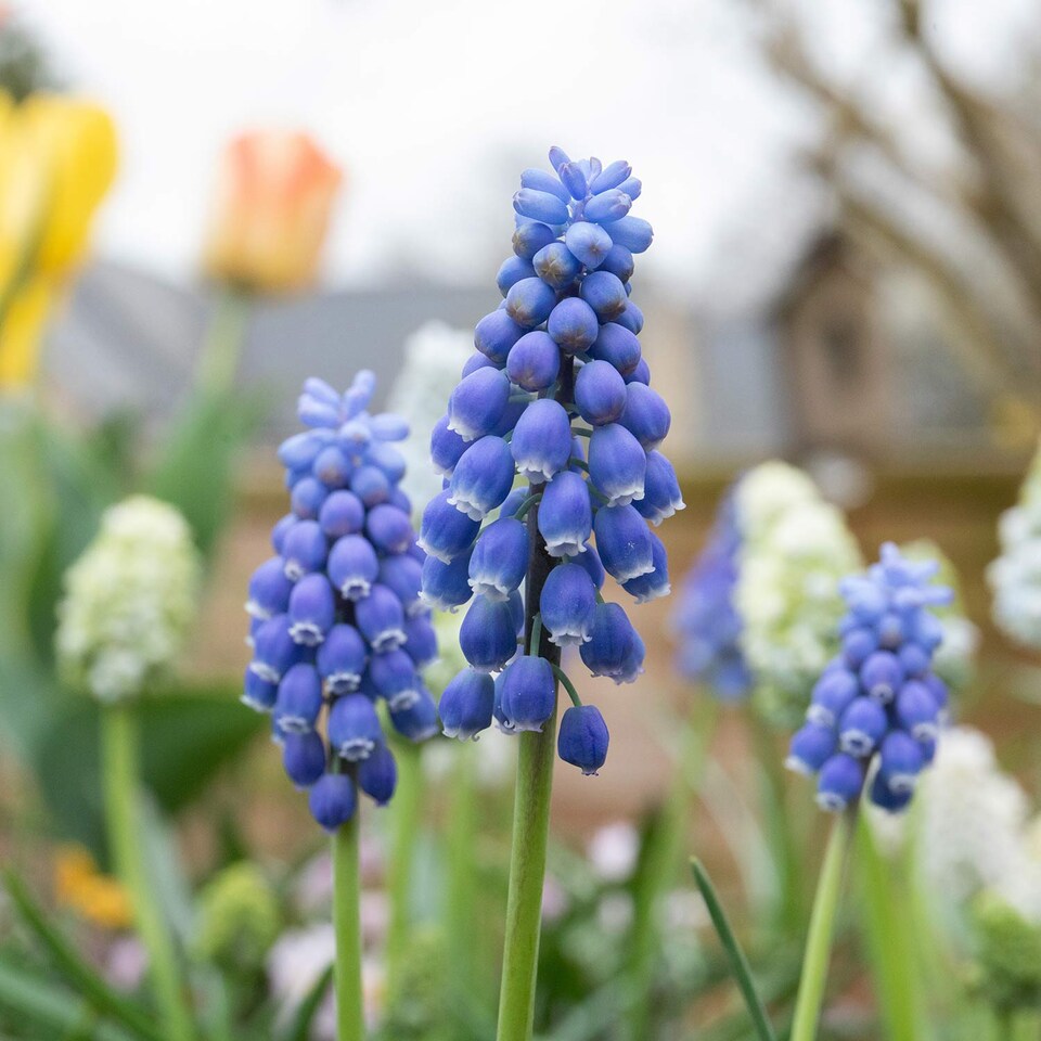 image 1 of Marshalls Garden Grape Hyacinth (Muscari) 50 Bulbs