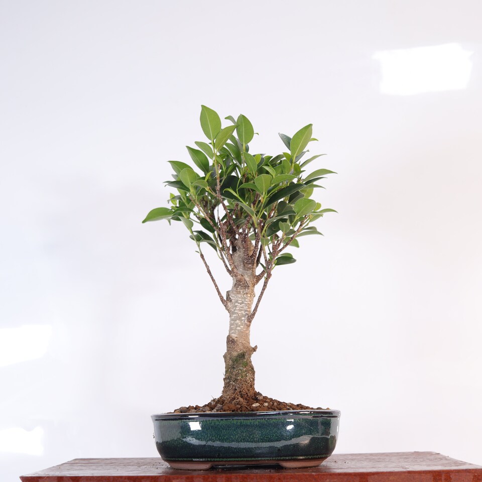 image 1 of Yorkshire Bonsai Ficus Microcarpa (Banyan Fig) Indoor Bonsai Tree Broom In 16cm Pot