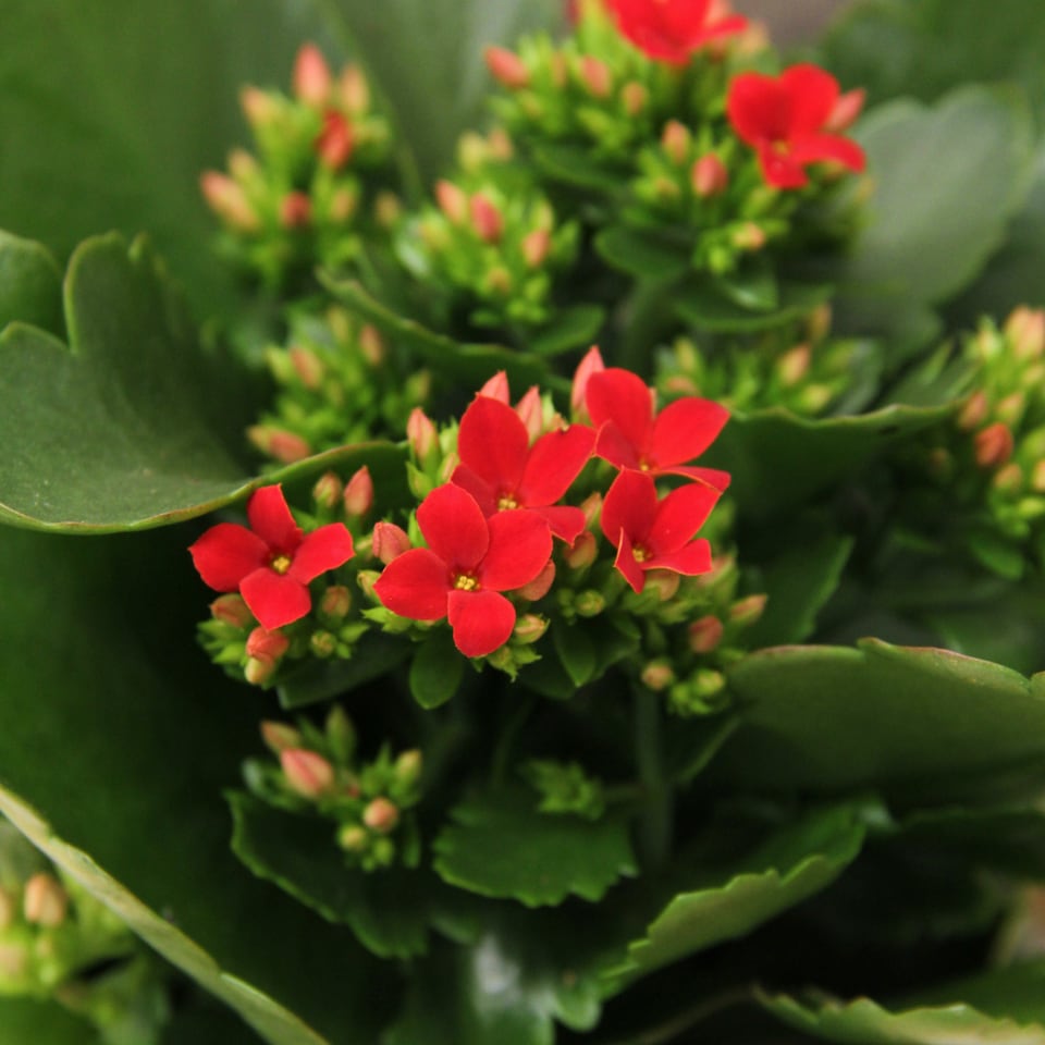 image 1 of 2 x Red Real Kalanchoe Plants Flaming Katy in 10.5cm Pots - Low Maintenance Live Flowering Succulent Houseplant