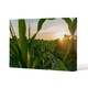 image 1 of corn and sun close up (Canvas Print) 46 x 31 x 4cm