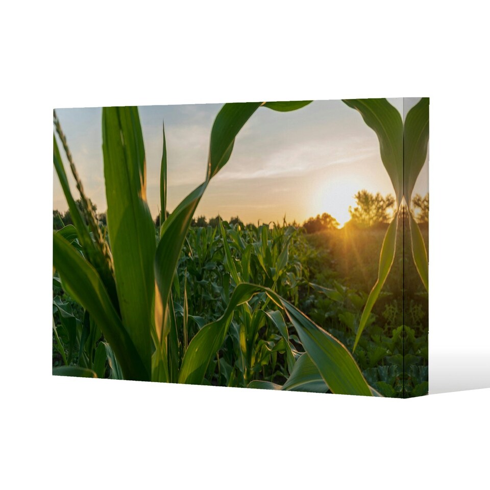 image 1 of corn and sun close up (Canvas Print) 46 x 31 x 4cm