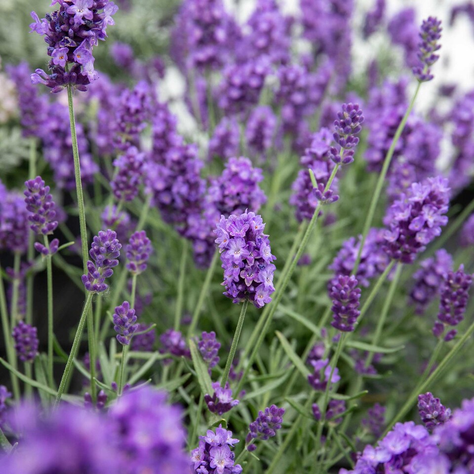 image 1 of Lavender 'Hidcote' - Hardy Fragrant Herb, Dark Purple, 60cm