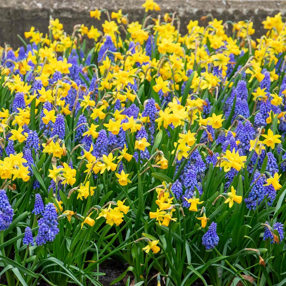 image 1 of Marshalls Garden Dwarf Daffodil Bulbs 'Tete a Tete' 100 bulbs
