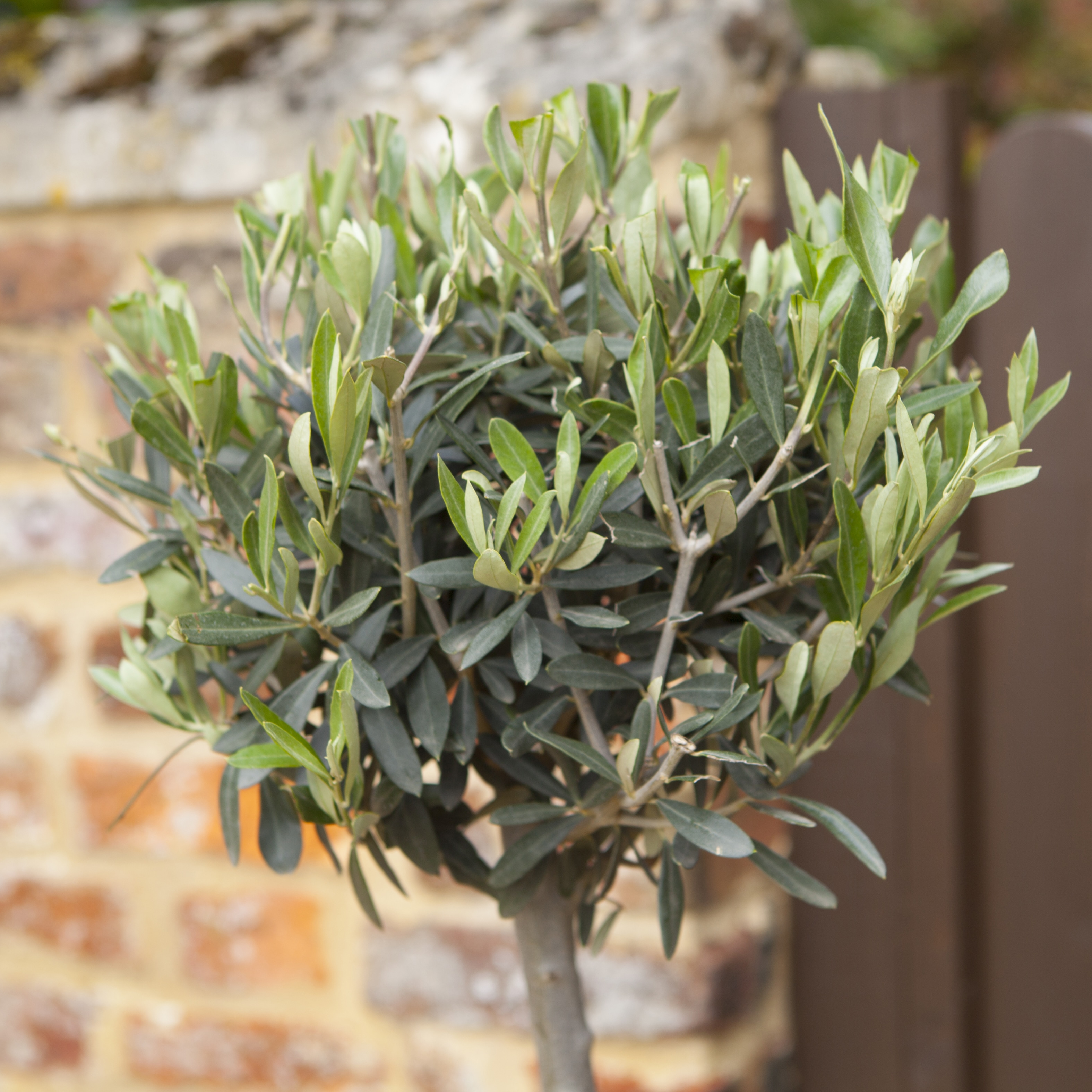 YouGarden Hardy Ornamental Olive Tree Standard 80-90cm Tall, Mediterranean Olive Tree for Gardens Patios and Decking