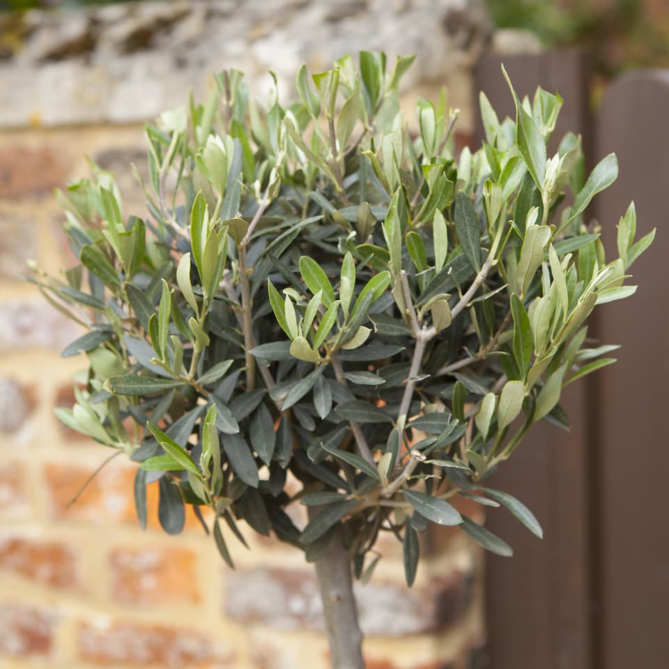 image 1 of YouGarden Hardy Ornamental Olive Tree Standard 80-90cm Tall, Mediterranean Olive Tree for Gardens Patios and Decking