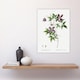 image 4 of Alpine Clematis Flower Redoute Vintage Huge Wall Art Print 18X24 In