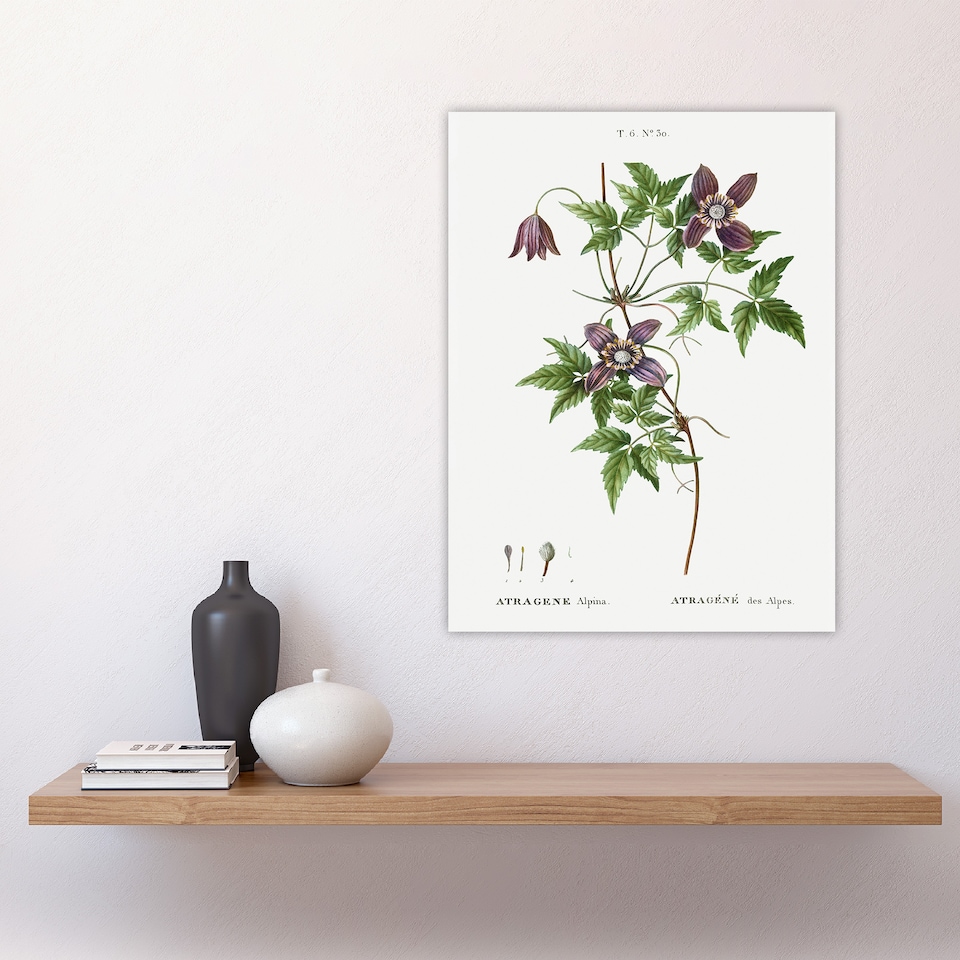 image 1 of Alpine Clematis Flower Redoute Vintage Huge Wall Art Print 18X24 In