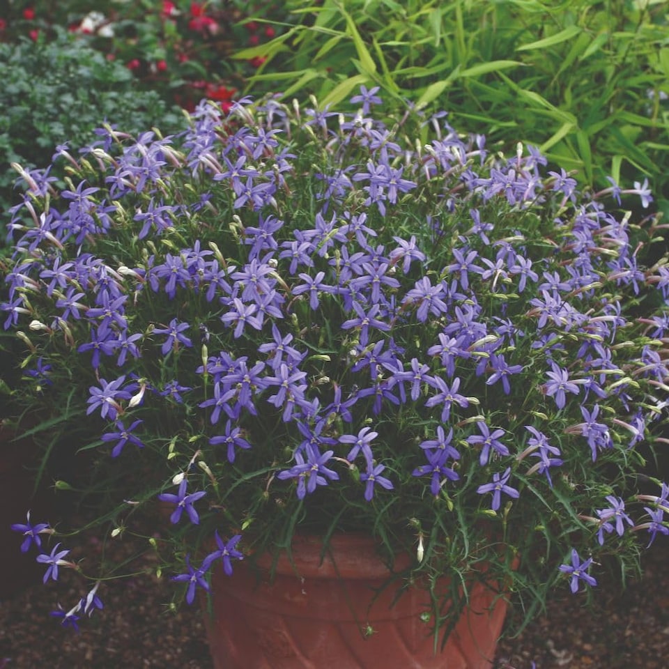 image 1 of Laurentia Avant-Garde Violet F1 Hybrid Seeds - Half-Hardy Annual Scented Star Blooms for Pots & Borders (50 Seeds)