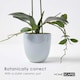 image 4 of Homescapes Pink Orchid 54 cm Phalaenopsis in Ceramic Pot