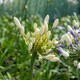 image 6 of Marshalls Garden Agapanthus 'Twister' - Bicolour Blue & White Perennial 2 litre