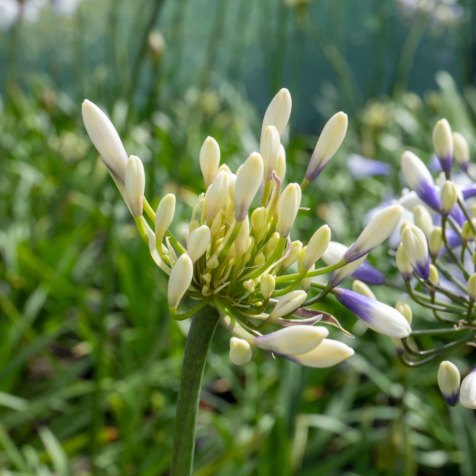 image 1 of Marshalls Garden Agapanthus 'Twister' - Bicolour Blue & White Perennial 2 litre