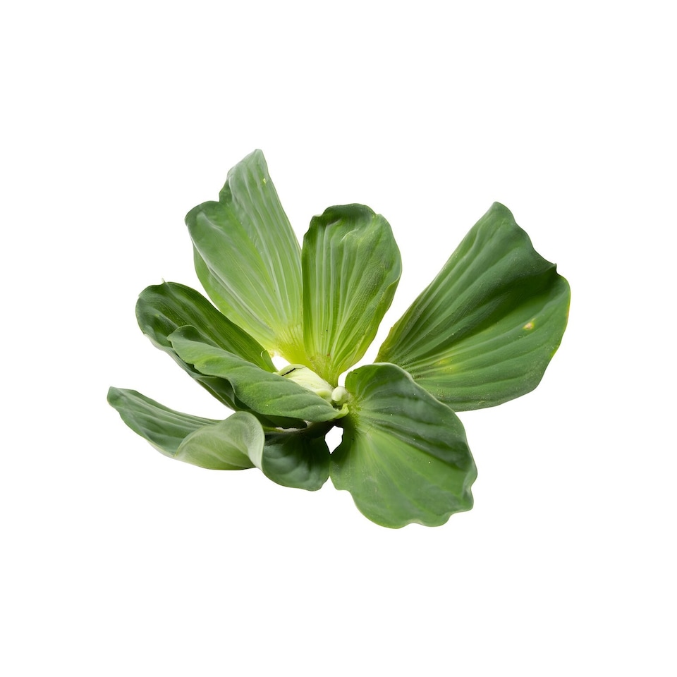 image 1 of Water Lettuce (Pistia stratiotes) - Live Aquarium Plant for Floating Surface Cover - Fish Tank Plant