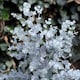 image 4 of Eucalyptus gunnii Azura 15cm Potted Plant x 1
