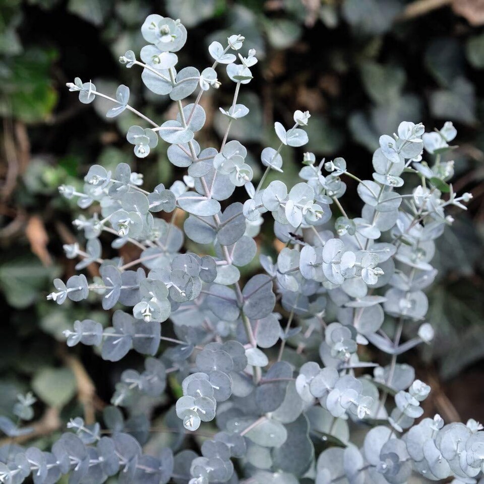 image 1 of Eucalyptus gunnii Azura 15cm Potted Plant x 1
