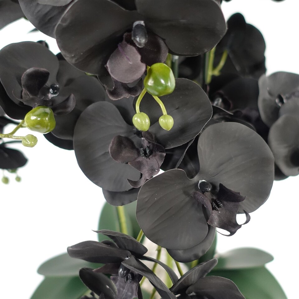 image 1 of Orchid Black - Gold Ceramic Planter