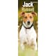 image 1 of Jack Russell Slim 2026 Calendar | Slimline Wall Calendar | Dog Breed Gift | Plastic Free Packaging | by Avonside Publishing [Calendar] Avonside Publishing Ltd