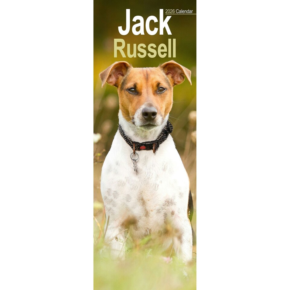 image 1 of Jack Russell Slim 2026 Calendar | Slimline Wall Calendar | Dog Breed Gift | Plastic Free Packaging | by Avonside Publishing [Calendar] Avonside Publishing Ltd