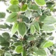 image 2 of 130cm Variegated White/Green Bushy Ficus Tree Copper Metal Planter