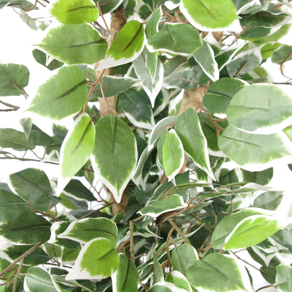 image 1 of 130cm Variegated White/Green Bushy Ficus Tree Copper Metal Planter
