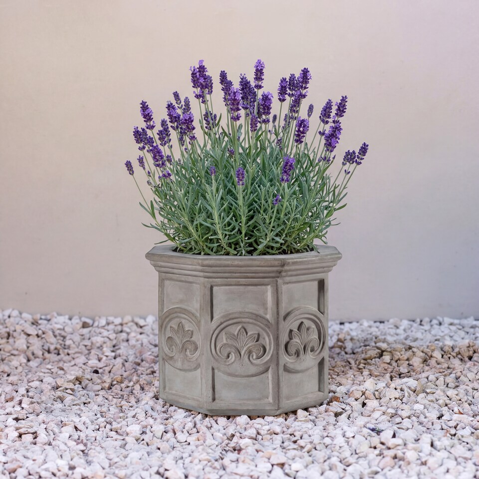 image 1 of Primrose Galgano Hexagon Shaped Concrete Planter in Grey 70cm | Grey | Grey