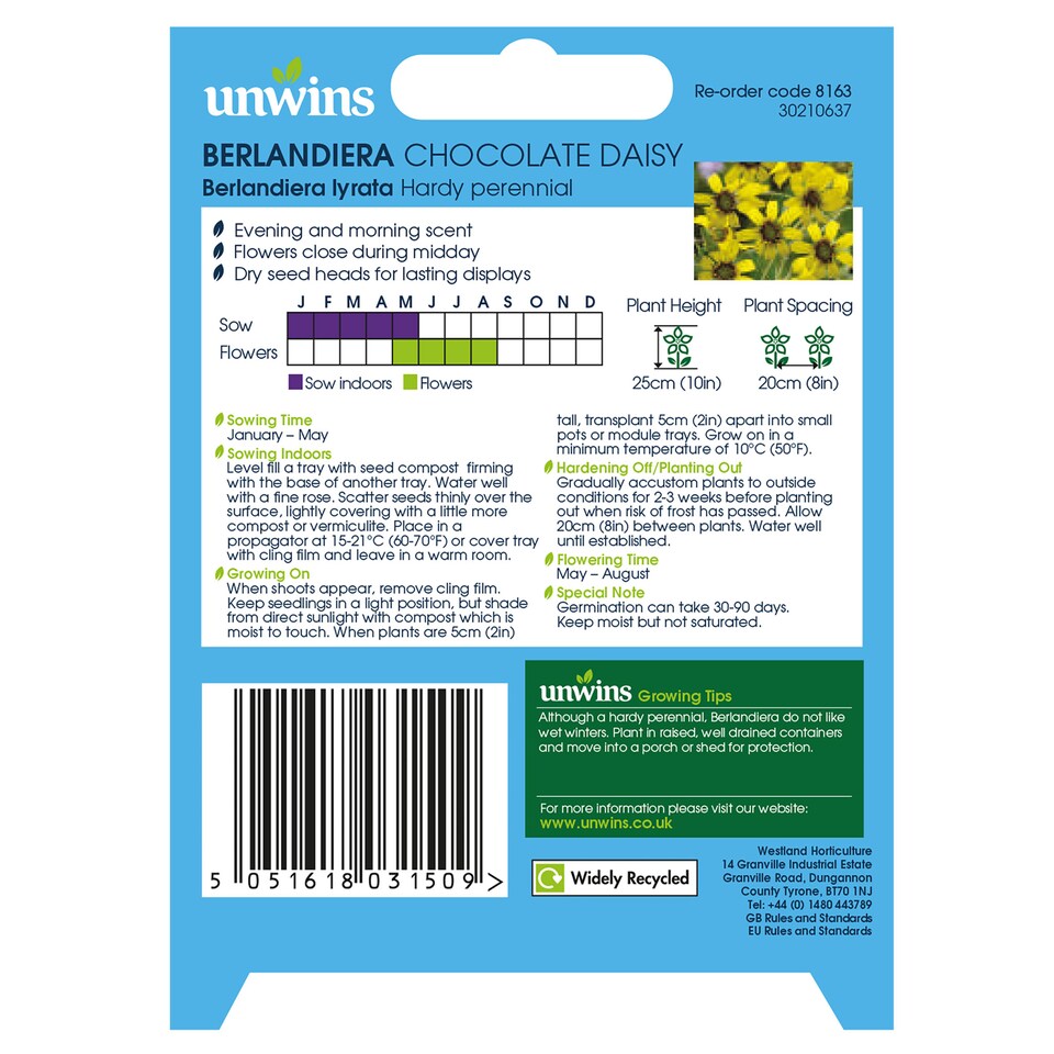 image 1 of Berlandiera Chocolate Daisy | Multi | Yellow with dark black centres | 15 x Seeds | 1