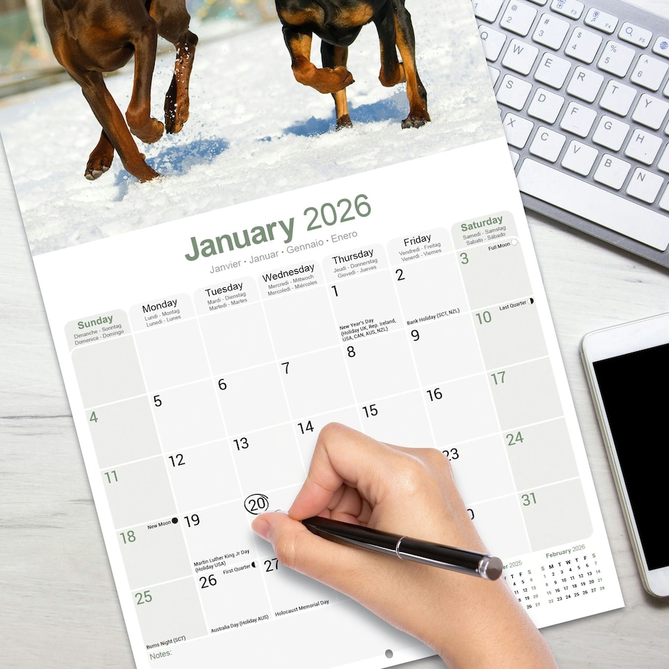 image 1 of Doberman (US) 2026 Calendar | Square Wall Calendar | Dog Breed Gift | Plastic Free Packaging | by Avonside Publishing