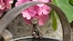 image 3 of Meerkat Plant Pot Hanger - L10.5 x W3.5 x H5 cm | Bronze