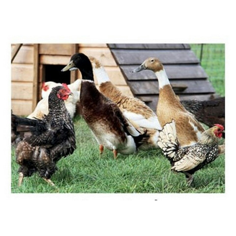 Kevin Milner Countryside Farm Ducks Greetings Card - Multicoloured - One Size
