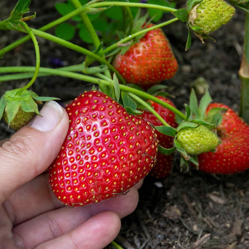 image 1 of Marshalls Garden Strawberry Long-Cropping 3-Variety Collection Early to Autumn 30 bare root