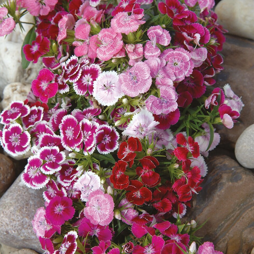 image 1 of Sweet William Wee Willie | Multi | pink, purple scarlet and white | 500 x Seeds | 1