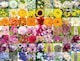 image 3 of Rainbow Of Flowers 1000 Piece Jigsaw Puzzle