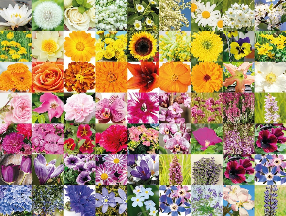 image 1 of Rainbow Of Flowers 1000 Piece Jigsaw Puzzle