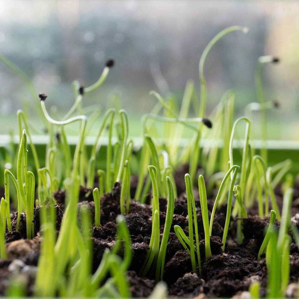 image 1 of Marshalls Garden Leek Seeds 'Blauwegroene Winter Bandit' | Green | White | Seeds