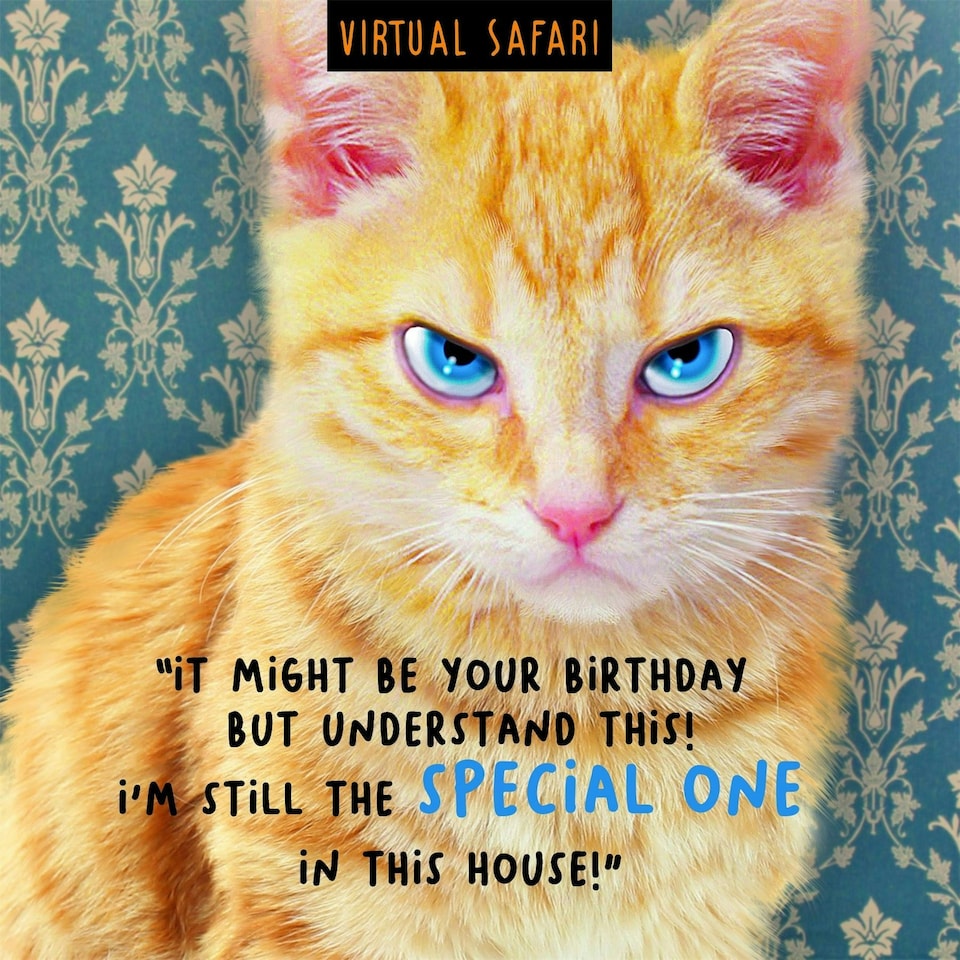 Emotional Rescue Cat Birthday Card