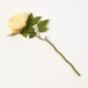 image 1 of Homescapes Artificial Stem of Dried Yellow Peony Flowers, 48 cm