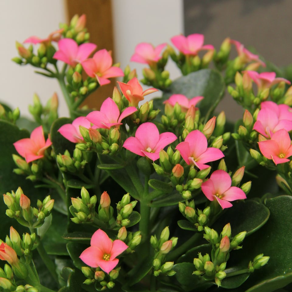 image 1 of 1 x Pink Real Kalanchoe Plant Flaming Katy in 10.5cm Pot - Low Maintenance Live Flowering Succulent Houseplant