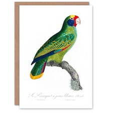 Francois Levaillant Art Card Red And Blue Amazon Parrot